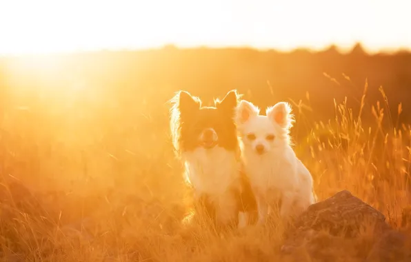 Picture field, dogs, light