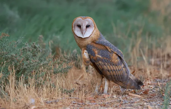 Picture nature, owl, bird, the barn owl