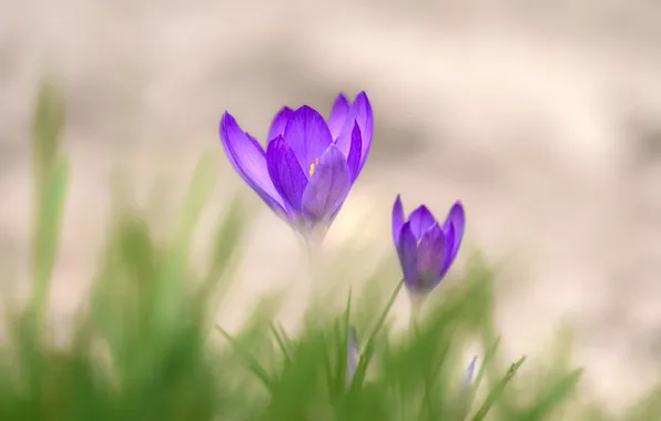 Flowers, blur, spring, crocuses, primroses, lilac, Krokus, bokeh