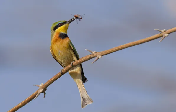 Bird, branch, barb, insect