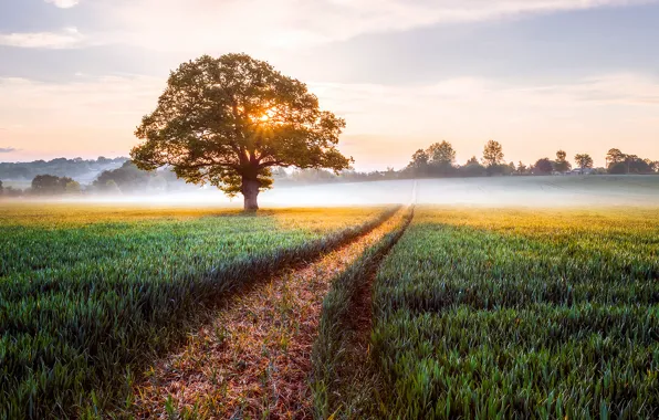 Picture field, trees, landscape, nature, fog, sunrise, England, morning
