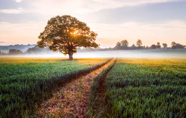 Field, landscape, nature, fog, sunrise, tree, England, morning
