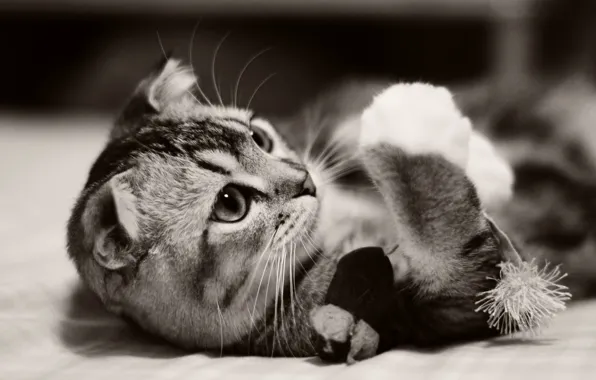 Cat, kitty, animal, kitten, cat, animal