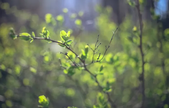 Greens, leaves, branches, leaves