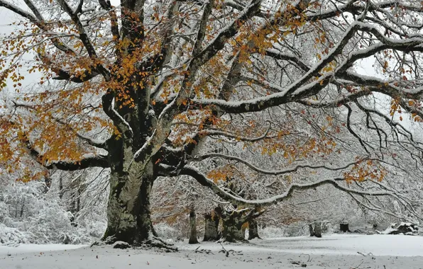 Autumn, snow, trees, nature