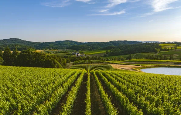 Picture Sky, Oregon, Mountains, Field, Lake, Vineyards