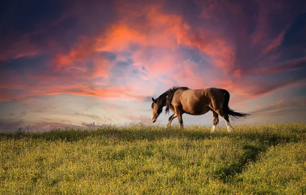 Horse silhouette on sunset. free image - № 49237