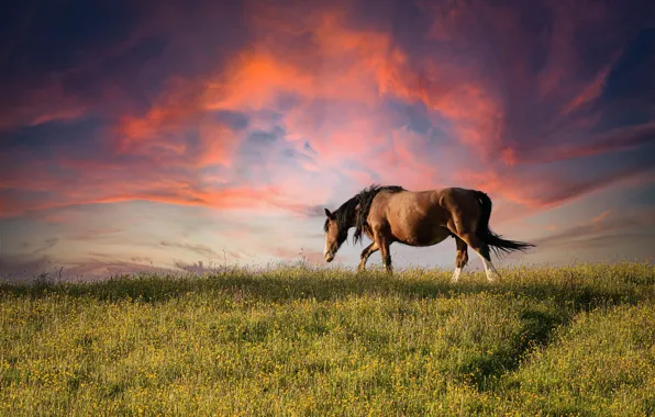 Field, summer, the sky, clouds, sunset, flowers, nature, horse