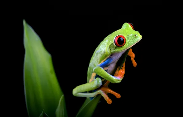 Look, leaves, pose, frog, black background, green, wood, red-eyed tree frog