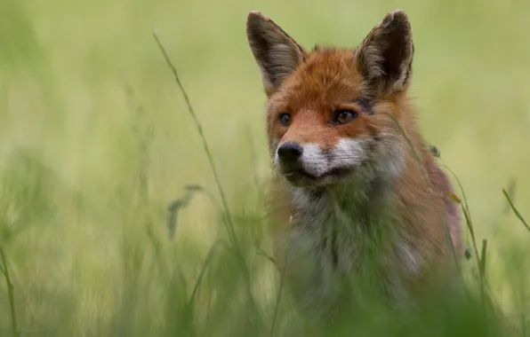 Grass, face, nature, green, background, portrait, Fox, red