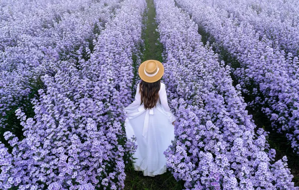 Picture field, girl, spring, girl, field, blossom, flowers, beautiful