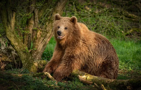Picture forest, summer, grass, look, nature, pose, tree, bear