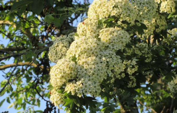 Flowers, White, Small, Meduzanol ©, Spring 2018