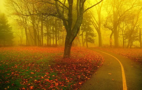 Road, autumn, light, trees, nature, fog, Park, tree