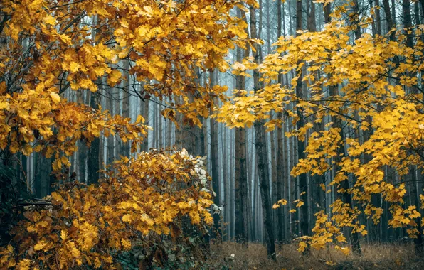 Picture autumn, forest, trees, nature, Radoslaw Dranikowski