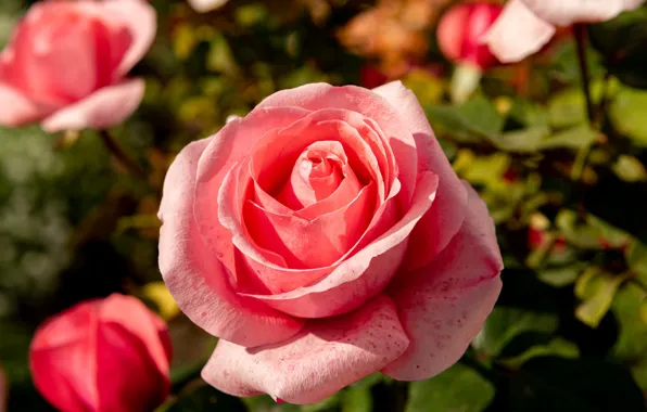 Picture light, roses, garden, pink