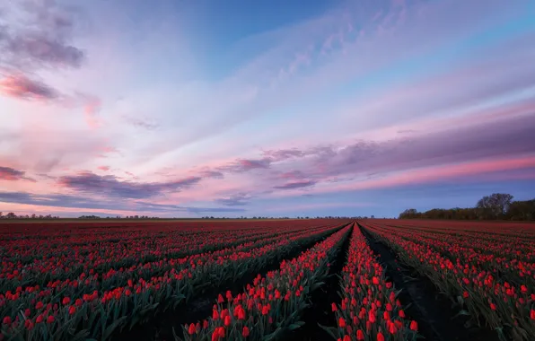 Picture field, the sky, clouds, landscape, flowers, red, blue, the evening