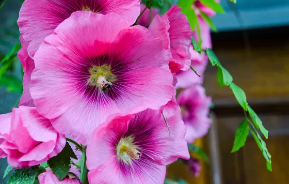 Summer, macro, flowers, garden, pink, mallow