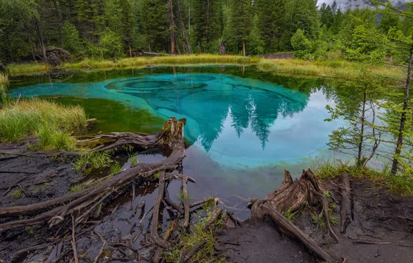 Forest, landscape, nature, lake, Altay, Vladimir Ryabkov, Geyser