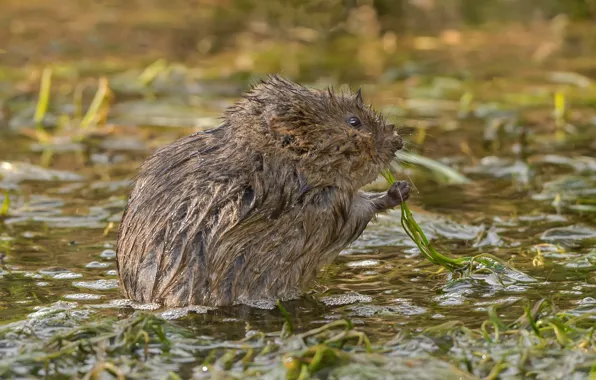 Picture nature, rodent, water vole