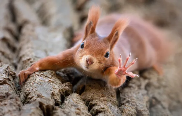 Picture nature, animal, protein, trunk, animal, rodent, foot