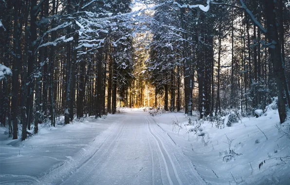 Picture winter, road, forest, snow, trees