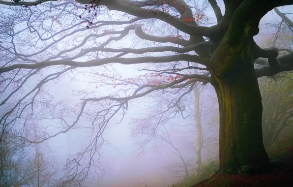 Autumn, forest, fog, England, November, Malvern Hills