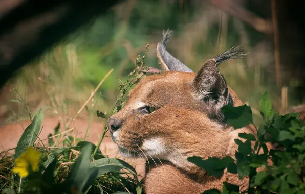 Picture cat, face, profile, Caracal, steppe lynx