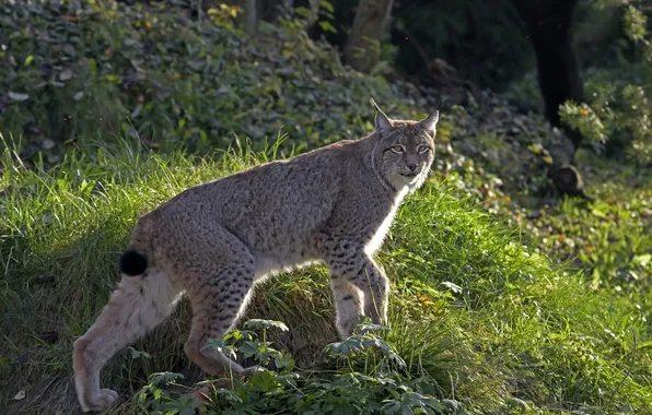 Cat, grass, look, lynx