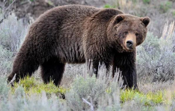 Picture Yellowstone, Lamar Valley, brown bear