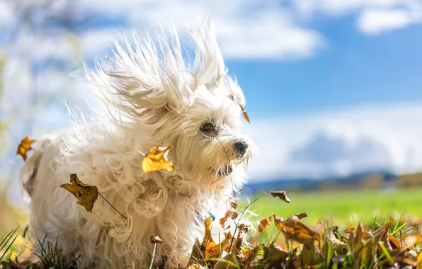 Picture autumn, leaves, the wind, dog, The Havanese, shaggy