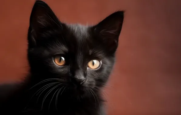 Cat, cat, look, kitty, black, portrait, art, face