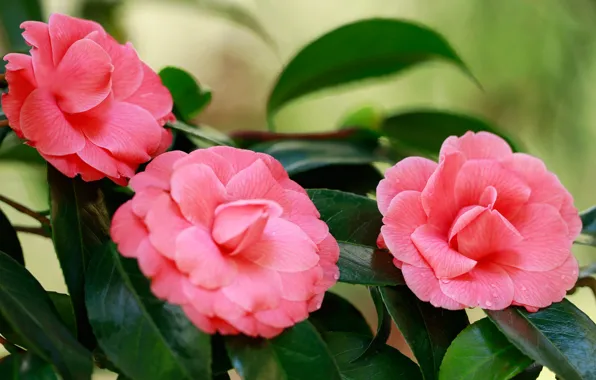 Leaves, petals, pink, trio, Camellia