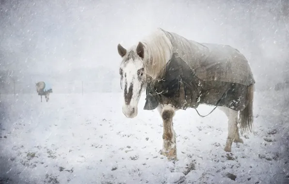 Picture cold, winter, snow, horse
