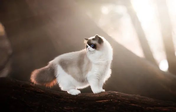 Cat, cat, look, rays, light, branches, nature, fog