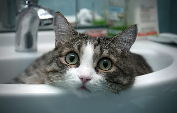 Picture cat, room, bathroom, sink