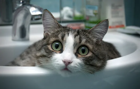 Cat, room, bathroom, sink