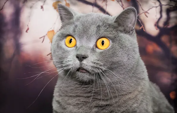 Cat, look, background, British