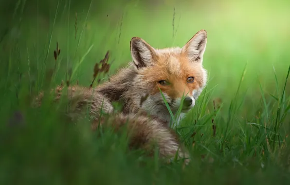Grass, look, face, nature, pose, Fox, tail, lies