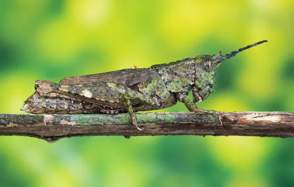Macro, green, background, branch, profile, insect, grasshopper, bokeh