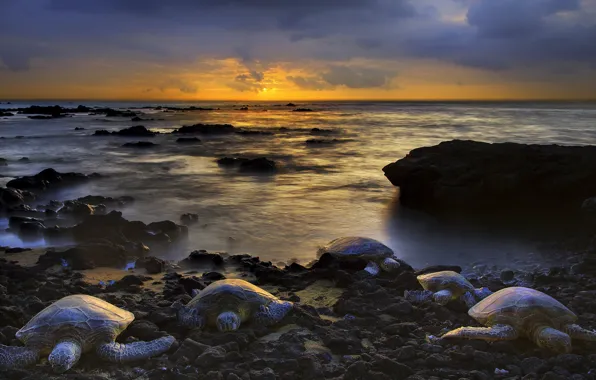 Picture HORIZON, The OCEAN, TURTLES, The SKY