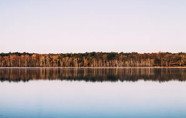 Picture forest, the sky, trees, landscape, nature, lake, horizon, reflections in the water