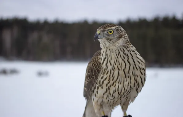 Picture look, bird, beak