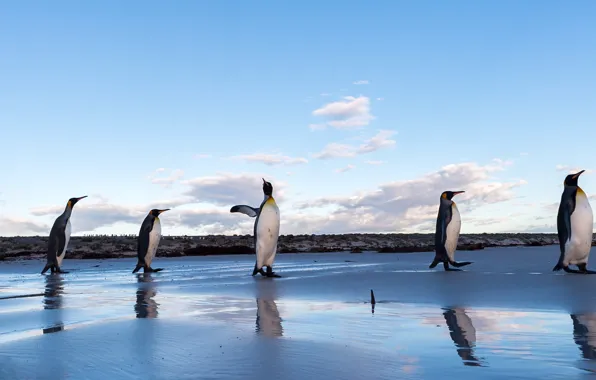 Sea, clouds, birds, shore, wings, penguins, poses, blue sky