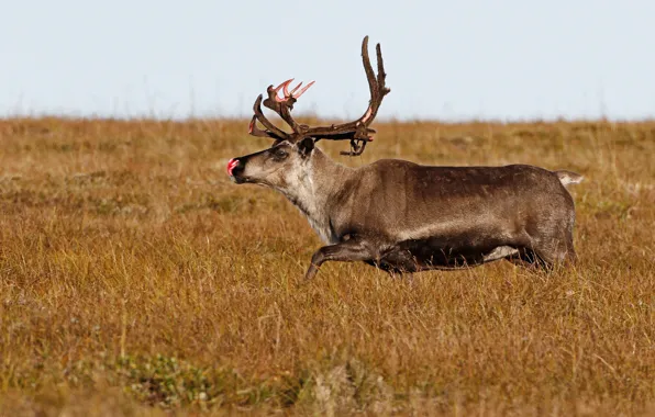 Nature, horns, tundra, reindeer
