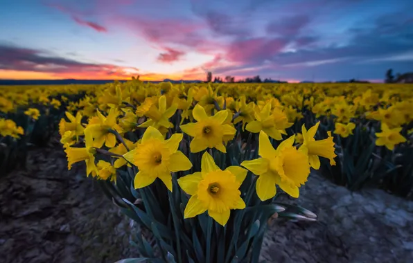 Flowers, sunrise, dawn, morning, daffodils, plantation, Washington State, Skagit Valley