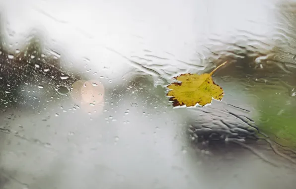 Picture glass, leaves, drops