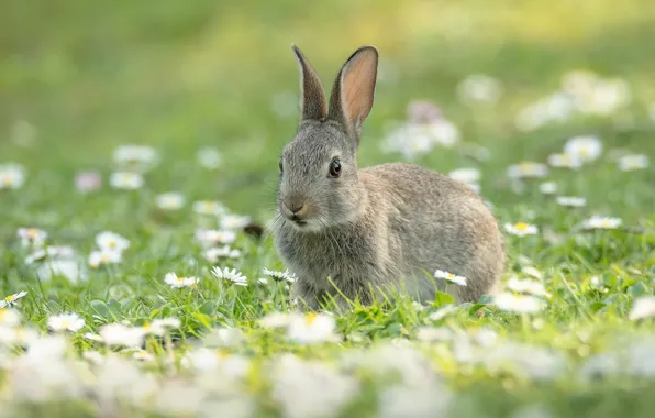 Summer, flowers, grey, glade, hare, chamomile, spring, rabbit