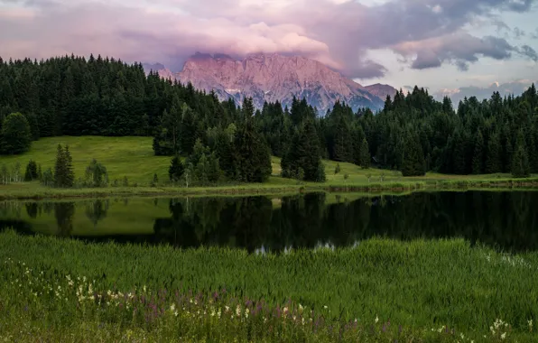 Picture greens, forest, summer, the sky, grass, clouds, flowers, mountains