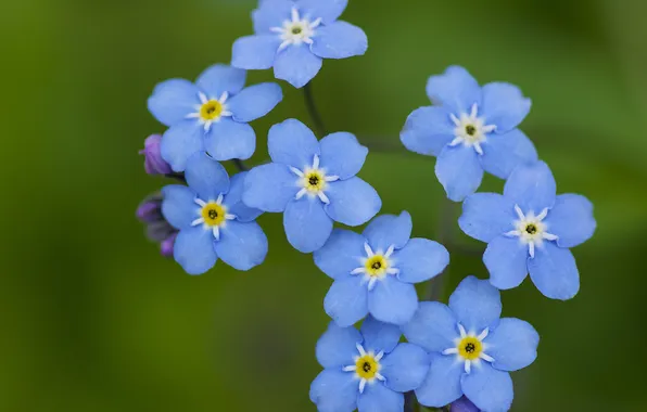 Picture summer, flowers, blue, field, forget-me-nots